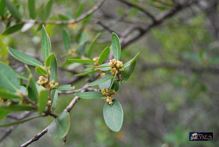 ilatro comune - phillyrea latifolia.JPG